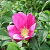 rugosa agony aunt