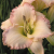 flowergirl agony aunt