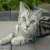 Confused_Kitty agony aunt